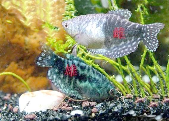 曼龍魚公母價格差異大嗎，曼龍魚公母價格差異是養殖者和愛好者關注的一個話題