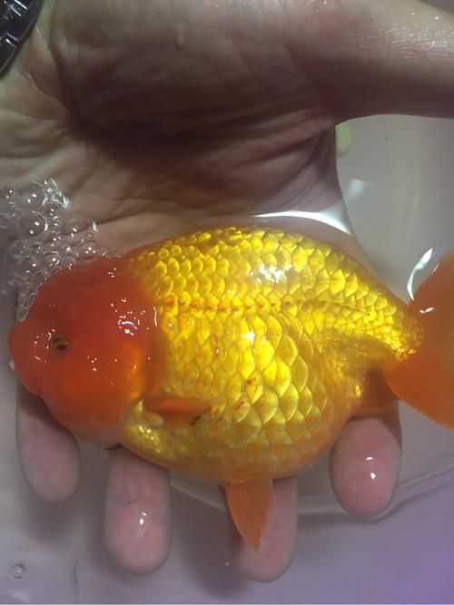 如何預防金魚傷口感染，arxiv論文助手arxiv論文助手預防金魚傷口感染 如何預防金魚傷口感染，arxiv論文助手arxiv論文助手預防金魚傷口感染 龍魚百科 第5張