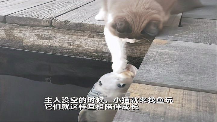如何選擇適合與貓共處的魚類，適合與貓共處的魚類需要考慮幾個關鍵因素，確保所選的魚是安全的