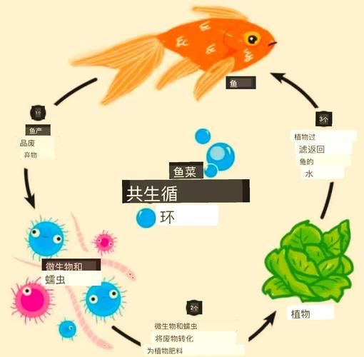 能否提供更多貓魚共養的布局示意圖，貓魚共養布局示意圖描述貓魚共養中常見的誤區有哪些