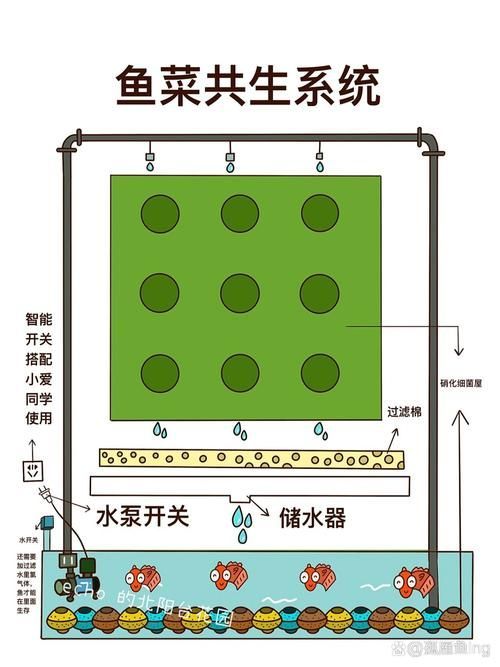 能否提供更多貓魚共養的布局示意圖，貓魚共養布局示意圖描述貓魚共養中常見的誤區有哪些