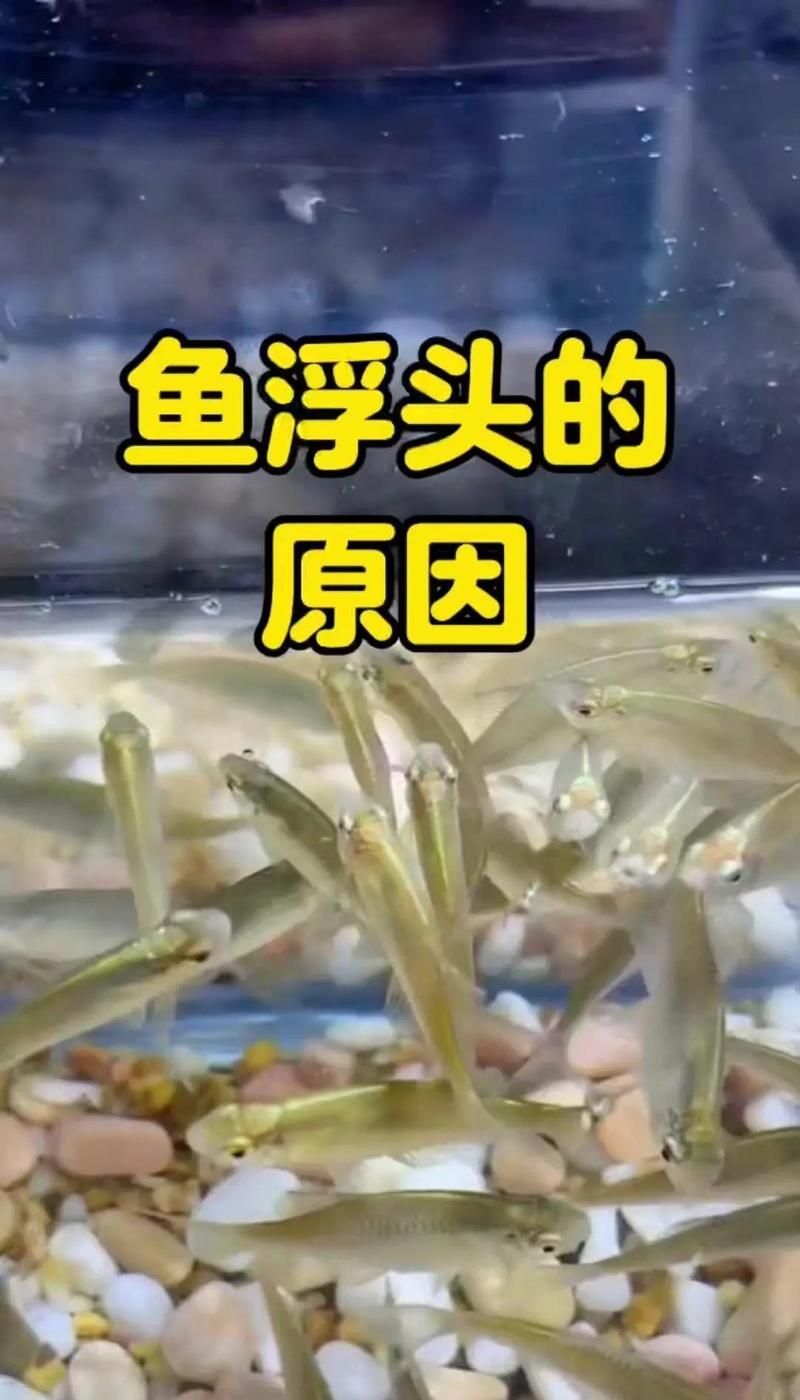 魚浮頭怎么解決最快，浮頭，即魚類因缺氧而浮出水面呼吸的現象是養殖中常見的問題 魚浮頭怎么解決最快，浮頭，即魚類因缺氧而浮出水面呼吸的現象是養殖中常見的問題 龍魚百科 第3張