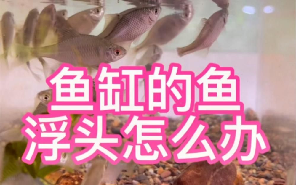 魚浮頭怎么解決最快，浮頭，即魚類因缺氧而浮出水面呼吸的現象是養殖中常見的問題 魚浮頭怎么解決最快，浮頭，即魚類因缺氧而浮出水面呼吸的現象是養殖中常見的問題 龍魚百科 第1張