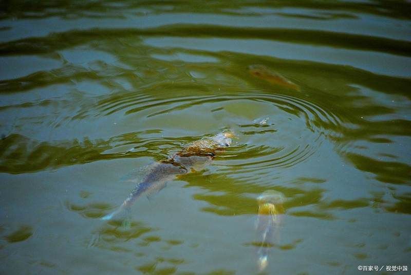 魚浮頭怎么解決最快，浮頭，即魚類因缺氧而浮出水面呼吸的現象是養殖中常見的問題 魚浮頭怎么解決最快，浮頭，即魚類因缺氧而浮出水面呼吸的現象是養殖中常見的問題 龍魚百科 第2張