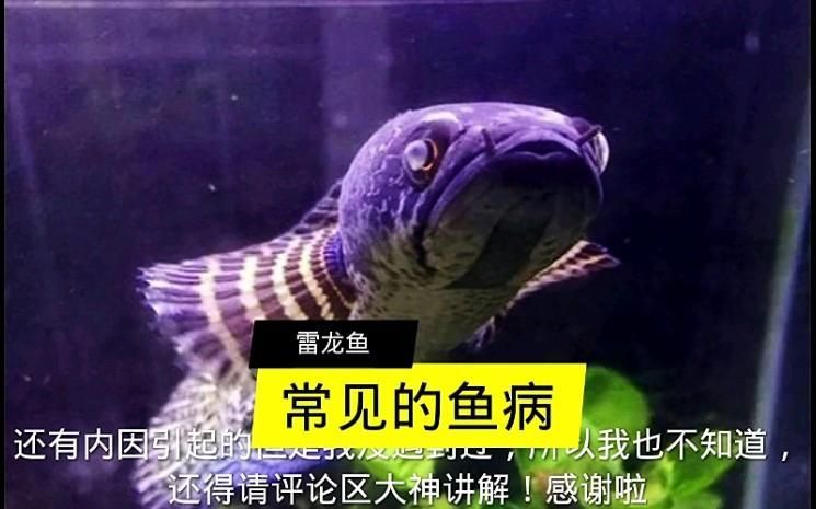 雷龍魚有哪些常見的疾病，雷龍魚常見疾病及其簡要描述：雷龍魚常見疾病及其簡要描述