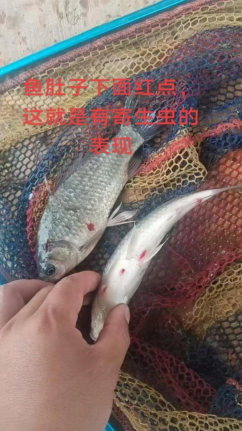 魚(yú)肚子里寄生蟲(chóng)圖片，給我一些魚(yú)肚子里寄生蟲(chóng)的圖片,有哪些方法可以殺滅魚(yú)中的寄生蟲(chóng)？ 魚(yú)肚子里寄生蟲(chóng)圖片，給我一些魚(yú)肚子里寄生蟲(chóng)的圖片,有哪些方法可以殺滅魚(yú)中的寄生蟲(chóng)？ 龍魚(yú)百科 第11張