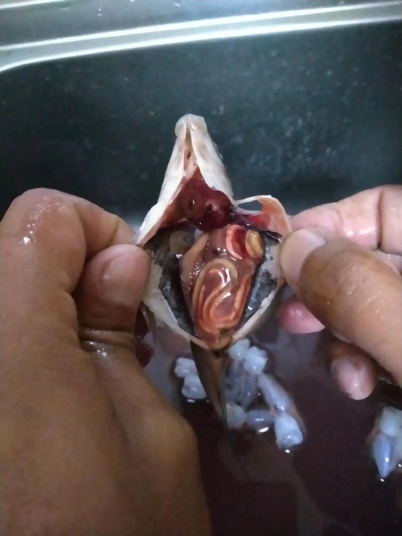 魚(yú)肚子里寄生蟲(chóng)圖片，給我一些魚(yú)肚子里寄生蟲(chóng)的圖片,有哪些方法可以殺滅魚(yú)中的寄生蟲(chóng)？ 魚(yú)肚子里寄生蟲(chóng)圖片，給我一些魚(yú)肚子里寄生蟲(chóng)的圖片,有哪些方法可以殺滅魚(yú)中的寄生蟲(chóng)？ 龍魚(yú)百科 第13張