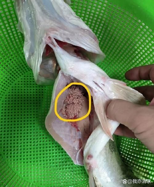 魚(yú)肚子里寄生蟲(chóng)圖片，給我一些魚(yú)肚子里寄生蟲(chóng)的圖片,有哪些方法可以殺滅魚(yú)中的寄生蟲(chóng)？ 魚(yú)肚子里寄生蟲(chóng)圖片，給我一些魚(yú)肚子里寄生蟲(chóng)的圖片,有哪些方法可以殺滅魚(yú)中的寄生蟲(chóng)？ 龍魚(yú)百科 第4張