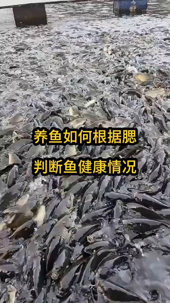 如何判斷魚鰓蓋爛了嚴重程度，如何判斷魚鰓是否爛鰓