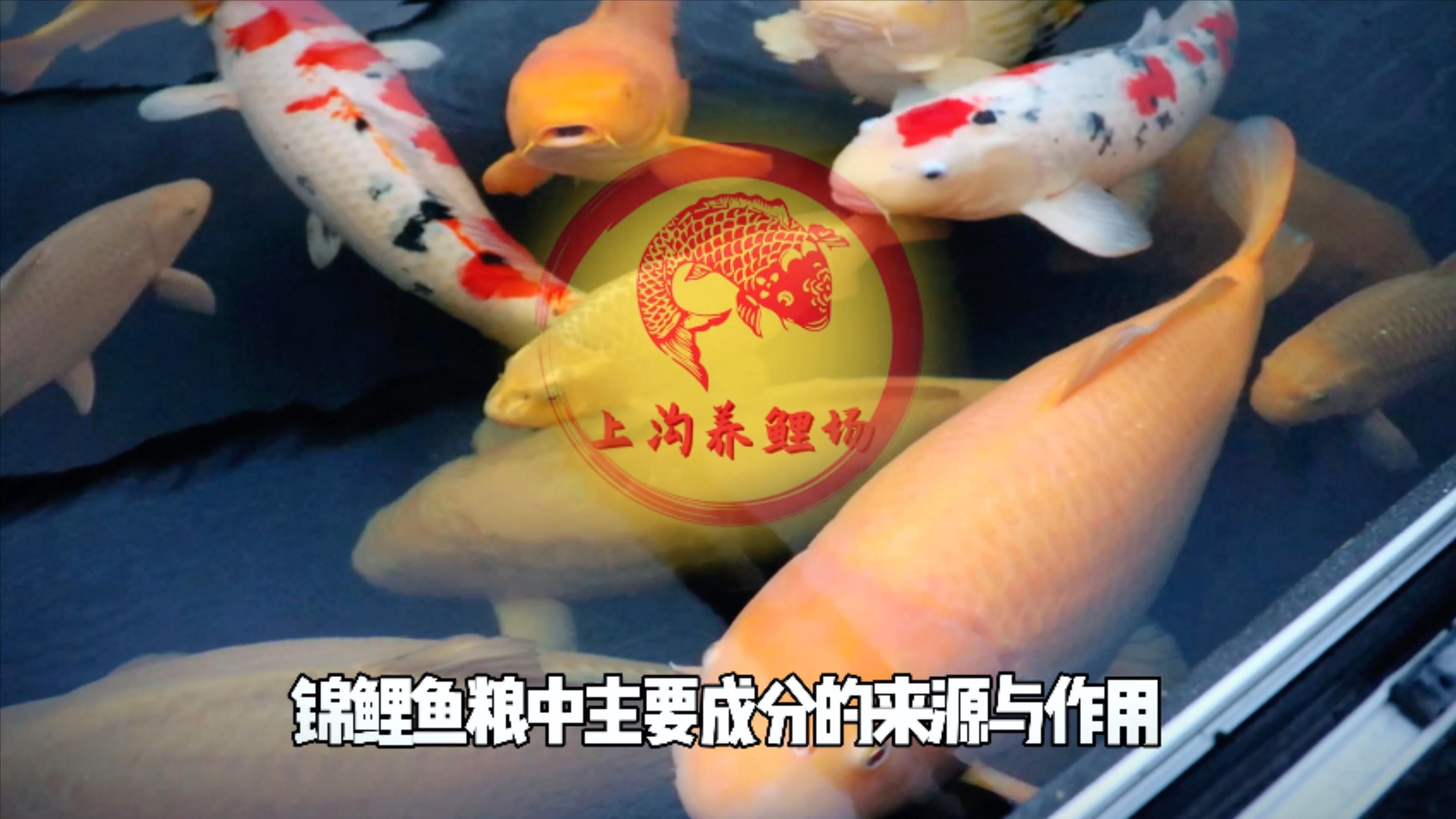魚飼料中哪些成分最重要，飼料中的成分對魚類的健康和生長至關重要 魚飼料中哪些成分最重要，飼料中的成分對魚類的健康和生長至關重要 龍魚百科 第2張
