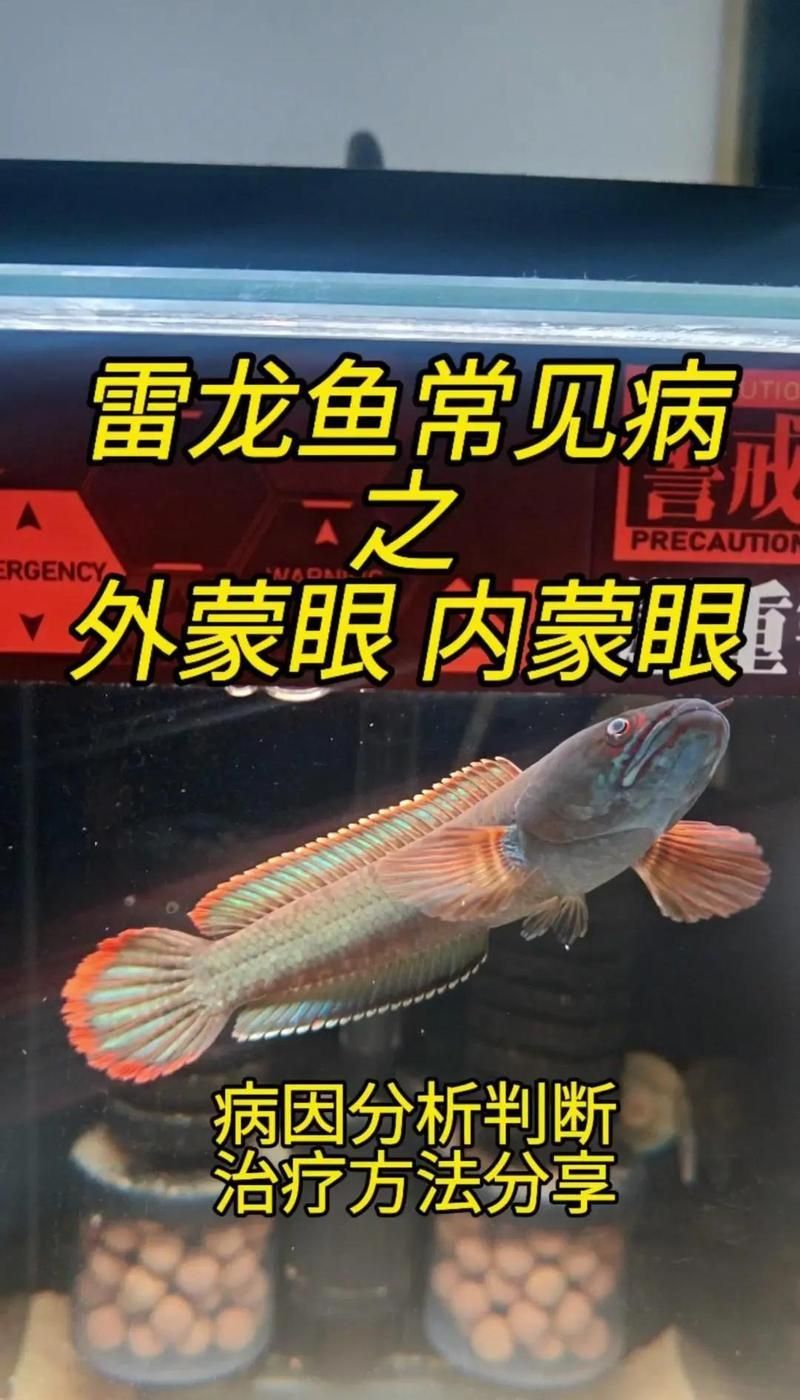 雷龍魚蒙眼能自愈嗎，雷龍魚蒙眼是否能自愈