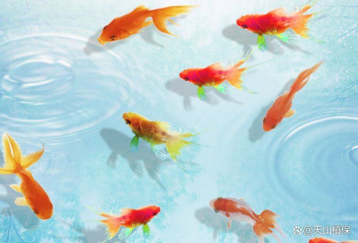 如何預防金魚炸鱗病的發生，arxiv論文助手arxiv論文助手預防金魚炸鱗病