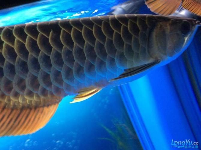 給我一些龍魚黑鱗的圖片示例，真假黑龍魚有哪些飼養(yǎng)技巧黑龍魚市場價格是多少
