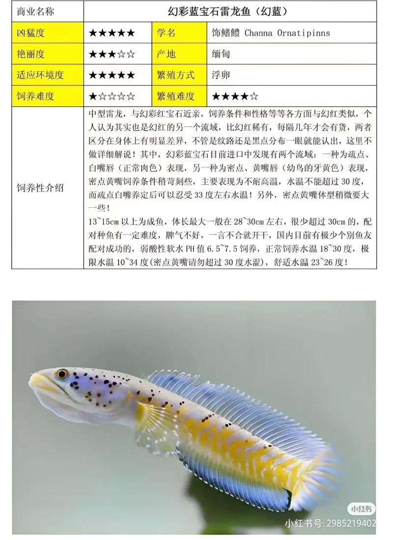 40個種雷龍魚圖片，40種常見或具有代表性的雷龍魚品種詳解