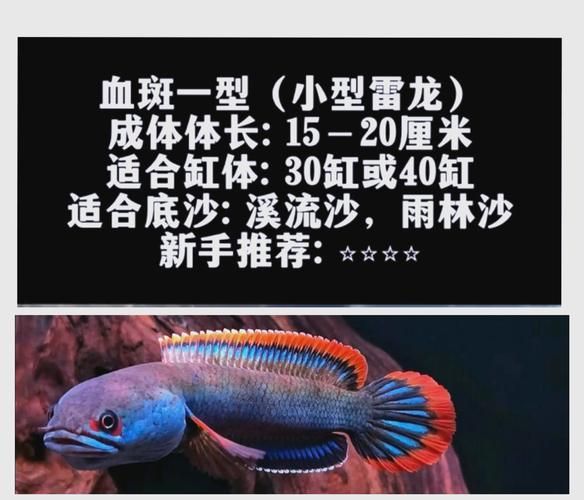 40個種雷龍魚圖片，40種常見或具有代表性的雷龍魚品種詳解