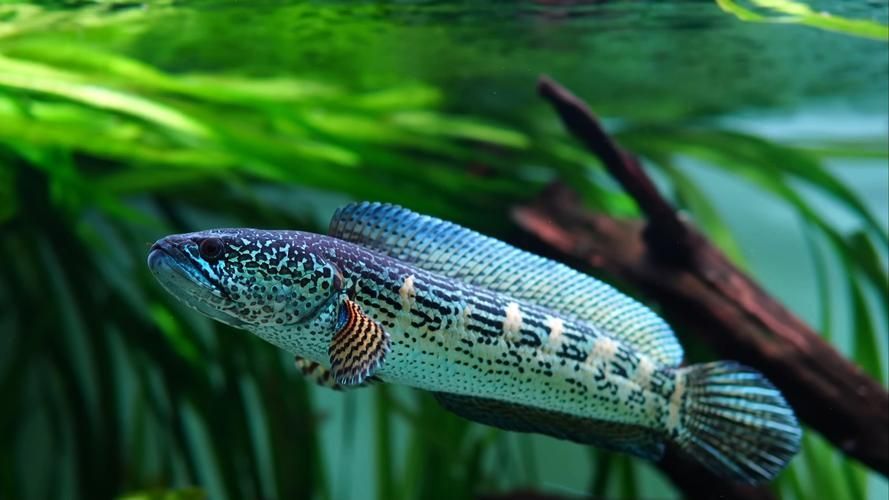 40個種雷龍魚圖片，40種常見或具有代表性的雷龍魚品種詳解
