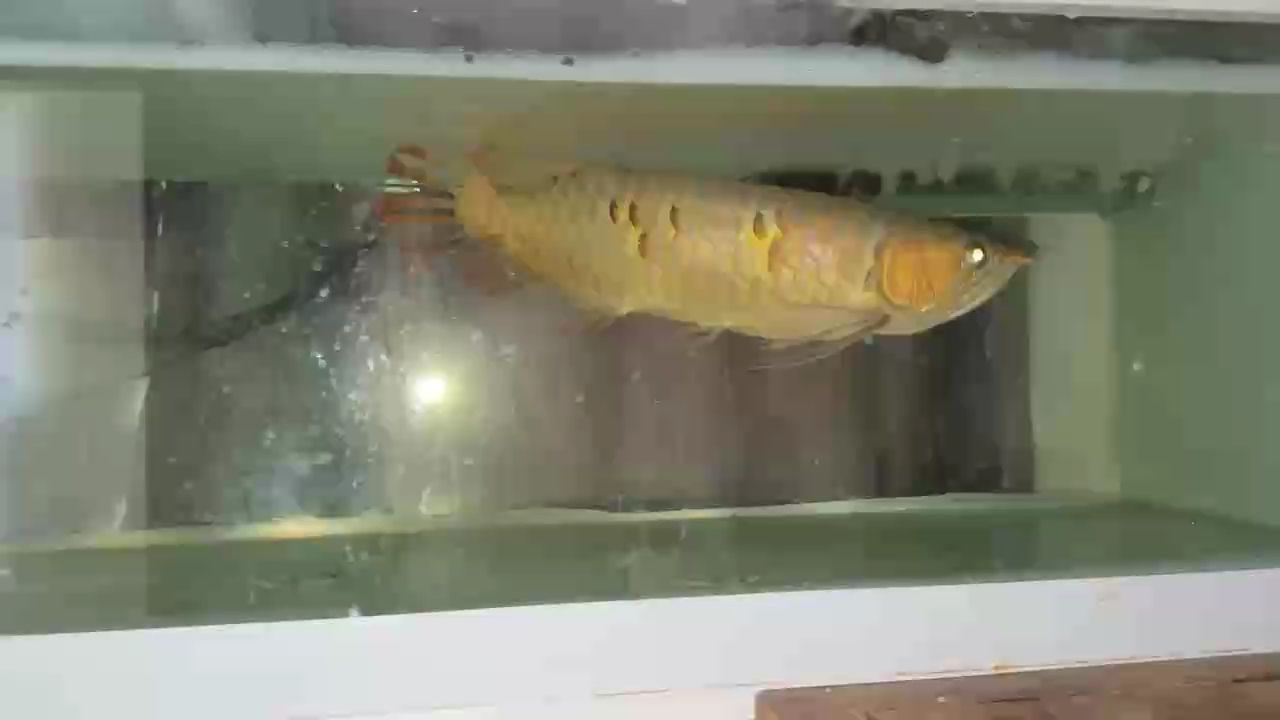 魚缸過濾器選購指南:自制魚缸過濾器魚缸上置過濾器對于養魚愛好者的必備知識 ,ai在教育中的應用及其對教學和學習方式的影響 龍魚論壇 ,ai在教育中的應用及其對教學和學習方式的影響 ,ai在教育中的應用及其對教學和學習方式的影響 龍魚論壇