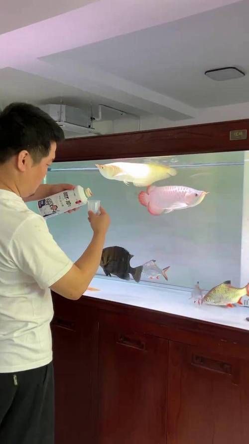 紅龍趴缸的飼養誤區，紅龍趴缸的飼養誤區系統梳理紅龍魚趴缸的四大核心誤區