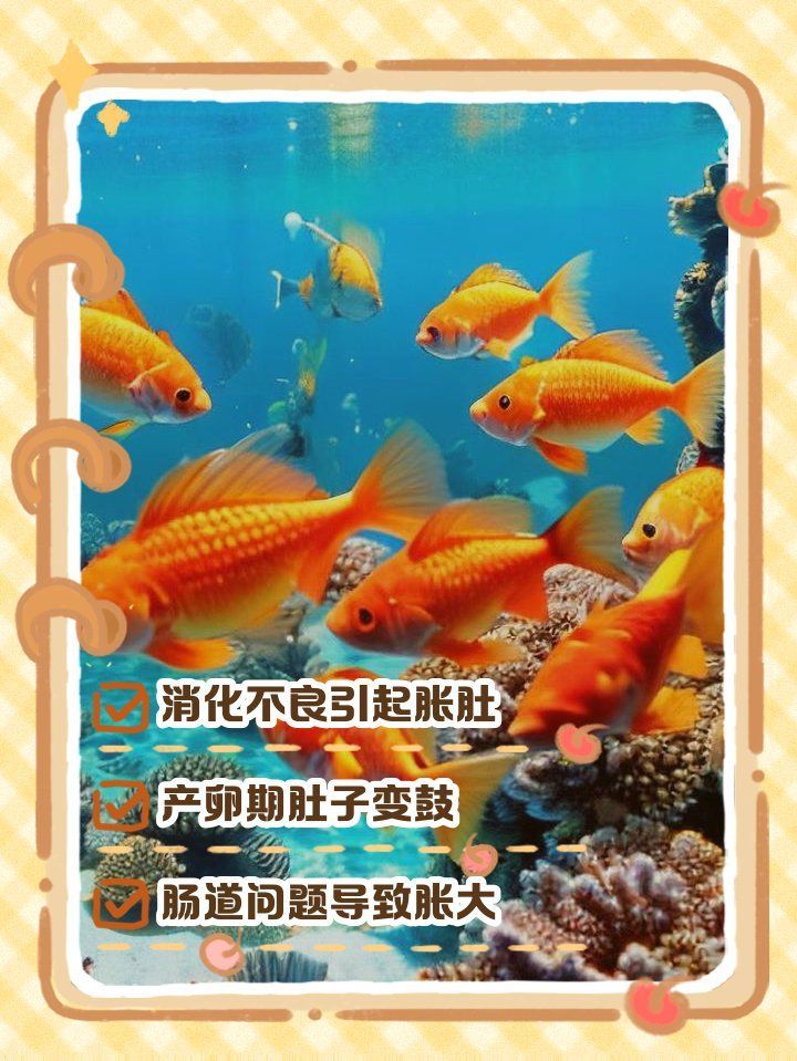 如何判斷魚肚子鼓脹是哪種原因引起的，金魚肚子鼓脹的原因
