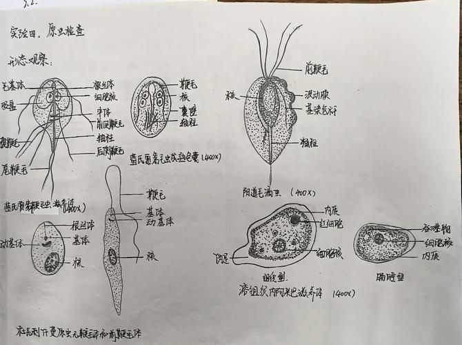 如何預防鲅魚寄生蟲感染，預防鲅魚寄生蟲感染
