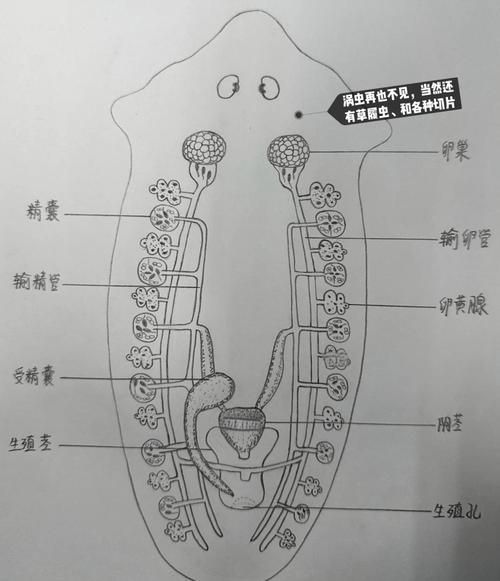 如何預防鲅魚寄生蟲感染，預防鲅魚寄生蟲感染