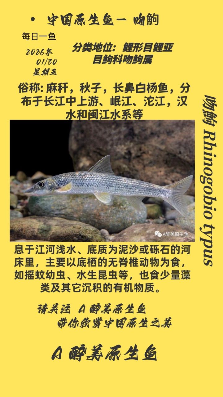 吻鮈，中國傳統水產養殖品種之一，吻鮈可以生長得較快，且肉質鮮美