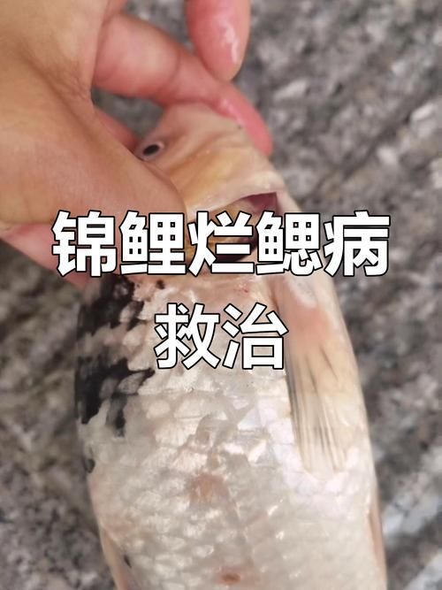 能提供更多爛鰓病的圖片嗎，如何診斷爛鰓病