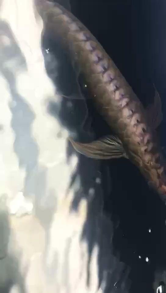 早上好，開啟工作換水模式，早上好，開啟工作換水模式,被養魚耽誤的建筑師
