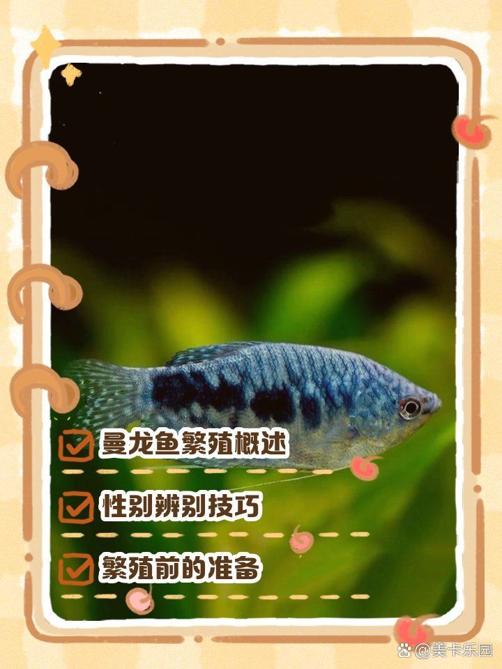 如何準備曼龍魚繁殖缸，——曼龍魚繁殖缸繁殖指南