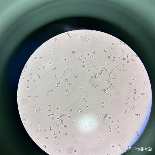 如何區分魚類真菌和細菌感染，如何區分魚類真菌感染與細菌感染