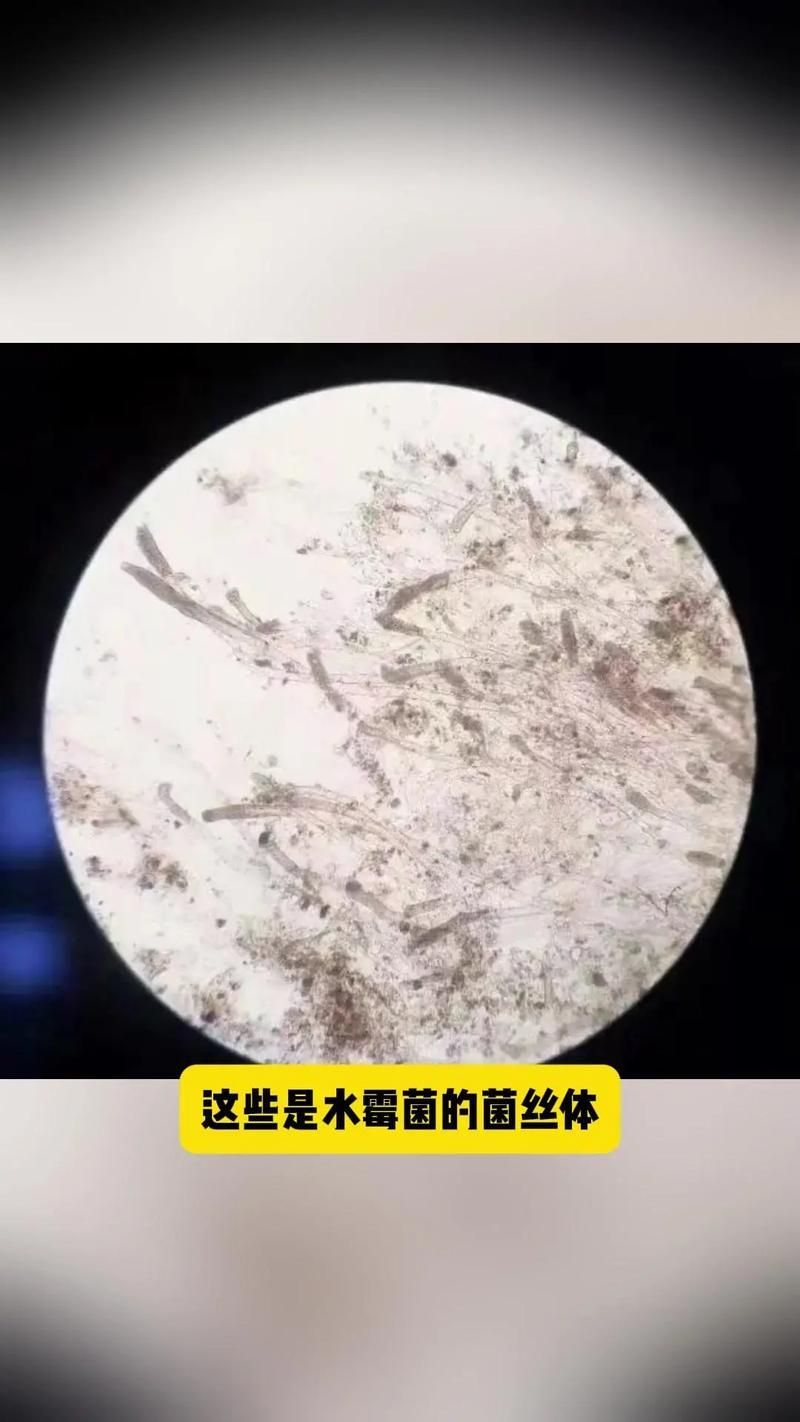 如何區分魚類真菌和細菌感染，如何區分魚類真菌感染與細菌感染
