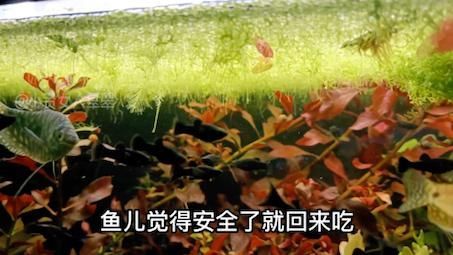 魚(yú)不吃食的原因及解決方法，魚(yú)不吃食怎么辦 魚(yú)不吃食的原因及解決方法，魚(yú)不吃食怎么辦 龍魚(yú)百科