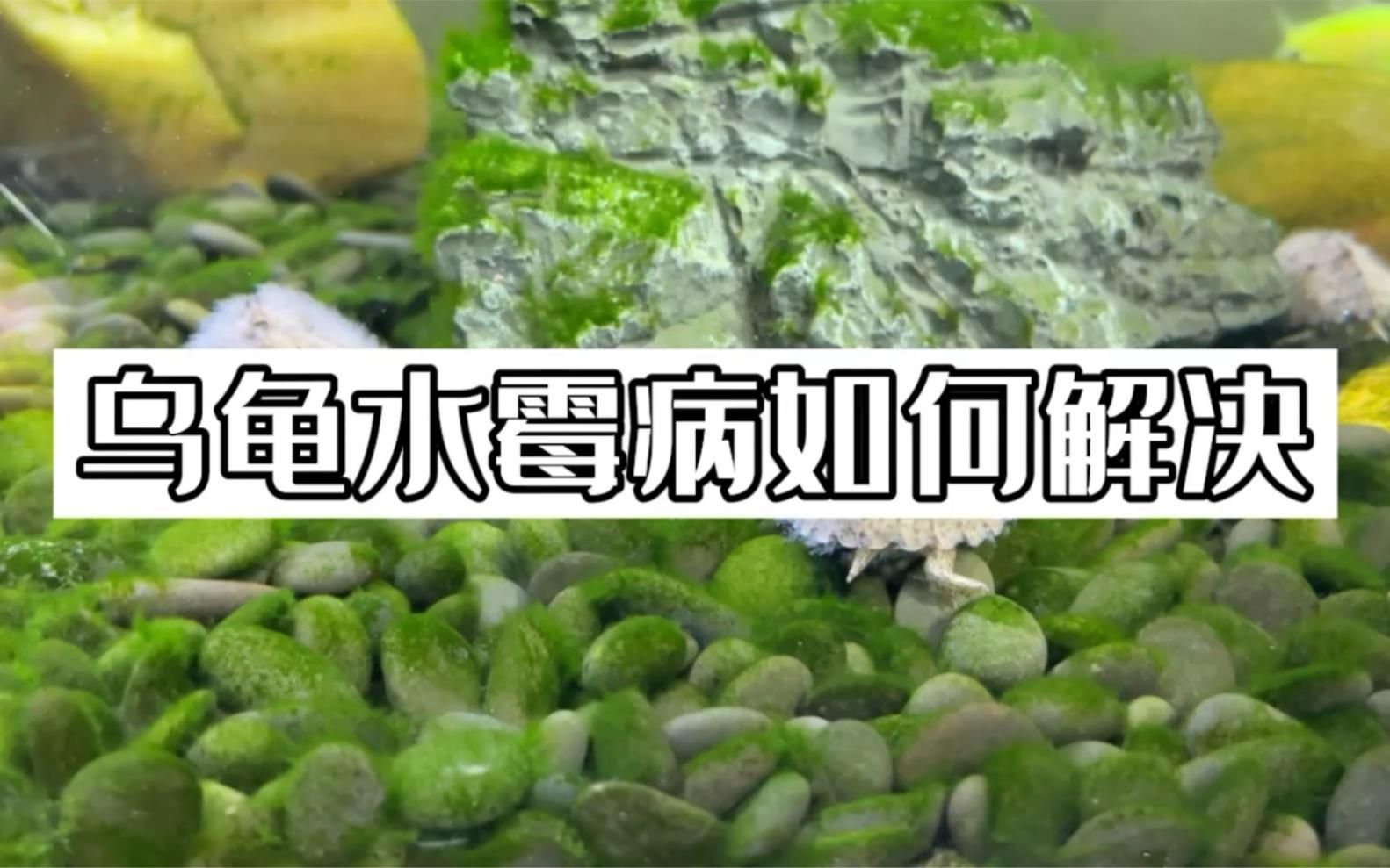 水霉病的魚怎么治療，如何判斷魚是否感染水霉病 水霉病的魚怎么治療，如何判斷魚是否感染水霉病 龍魚百科 第3張