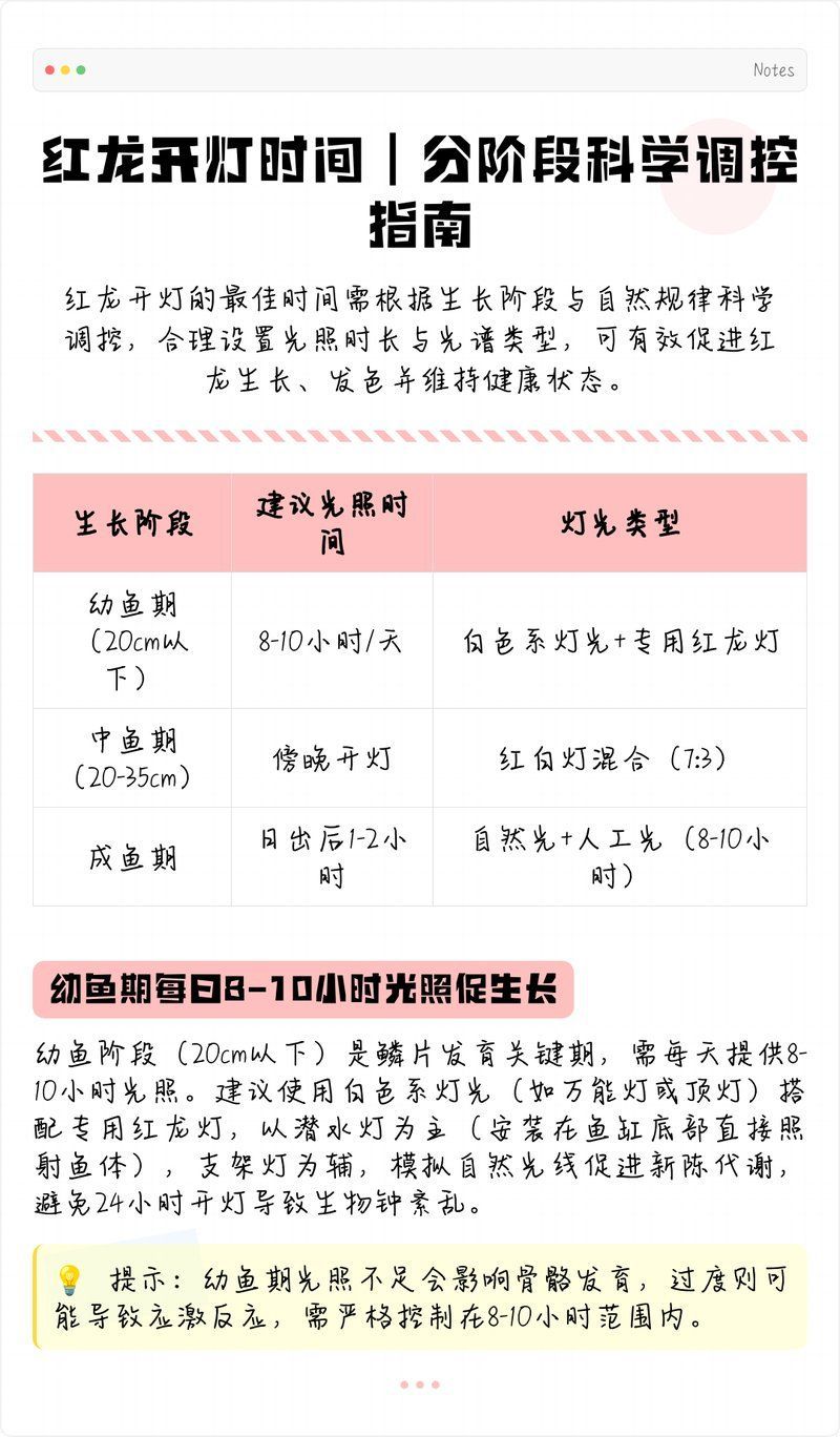 紅龍魚燈光照時間如何調整，紅龍魚燈光分階段攻略