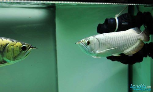 給我推薦一些具有金屬光澤的龍魚品種，具有顯著金屬光澤的龍魚品種