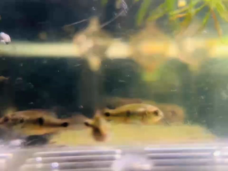 不知名的魚苗，求助求助，不知名魚苗的生存困境