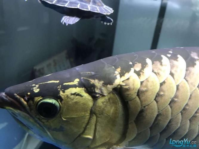如何區分龍魚白膜的三種疾病，關于龍魚白膜病的科學區分