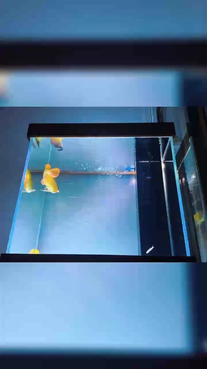 佛系養魚，佛系養魚是一種心態的體現