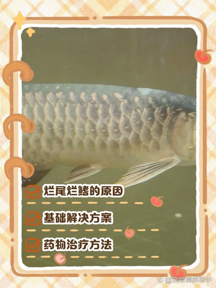 銀龍魚爛尾爛鰭用什么藥最好，土霉素治療銀龍魚爛尾爛鰭的具體用法