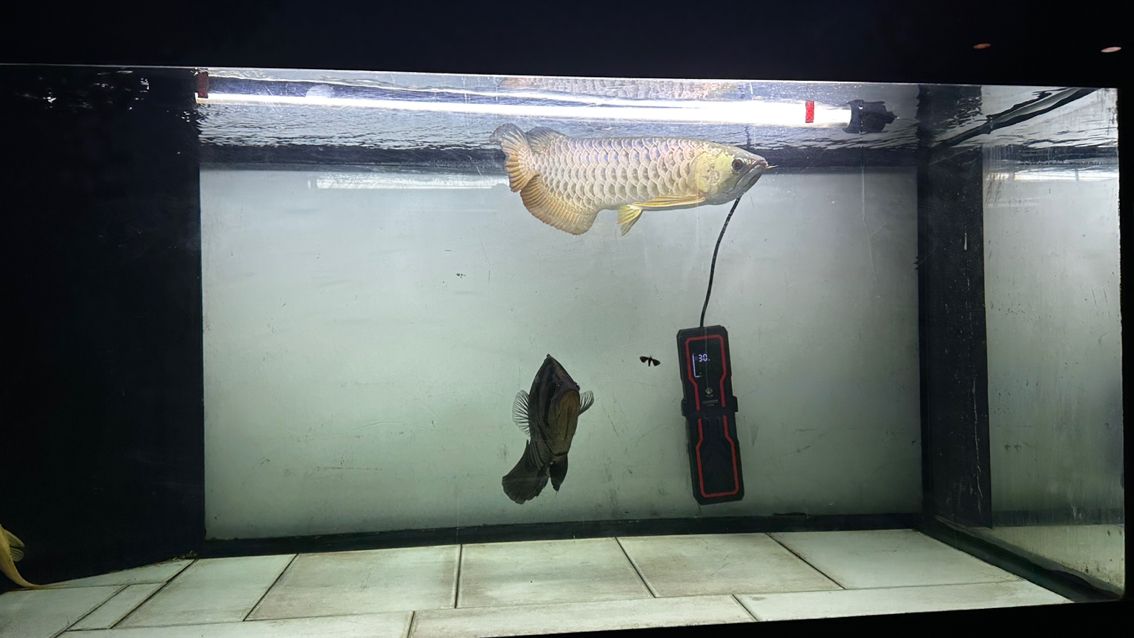 給我推薦一些紅龍旗特色紀念品，中國紅龍旗和威爾士紅龍旗的紀念品推薦