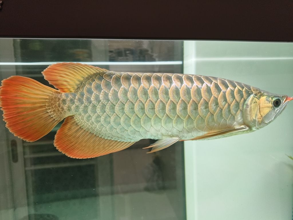 到家半年多，還沒有發(fā)色，——頭發(fā)顏色變化