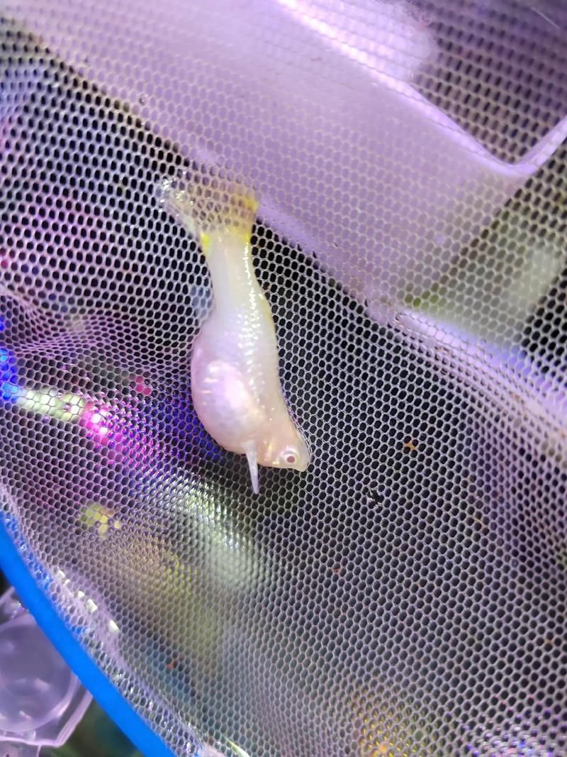 能否提供更多關于魚腹水的圖片，關于魚腹水的知識