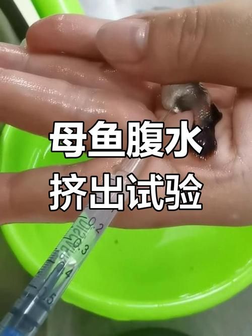 能否提供更多關于魚腹水的圖片，關于魚腹水的知識
