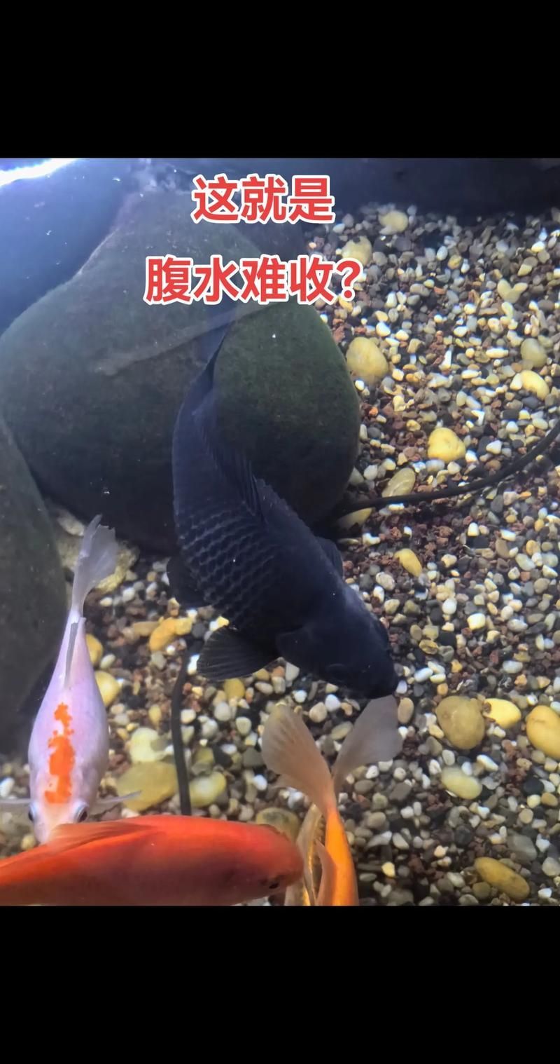 能否提供更多關于魚腹水的圖片，關于魚腹水的知識