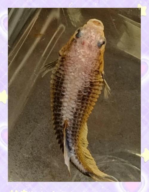 能否提供更多關于魚腹水的圖片，關于魚腹水的知識
