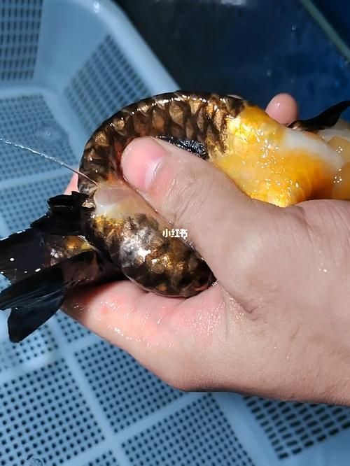 能否提供更多關于魚腹水的圖片，關于魚腹水的知識