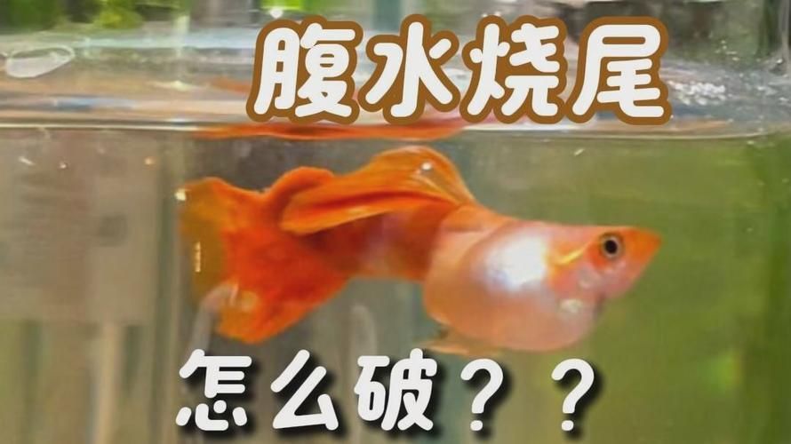 能否提供更多關于魚腹水的圖片，關于魚腹水的知識