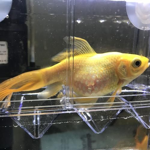 能否提供更多關于魚腹水的圖片，關于魚腹水的知識