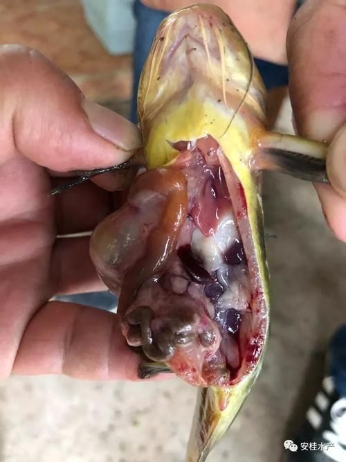 能否提供更多關于魚腹水的圖片，關于魚腹水的知識