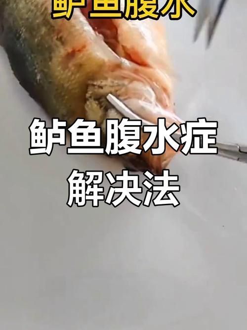 能否提供更多關于魚腹水的圖片，關于魚腹水的知識